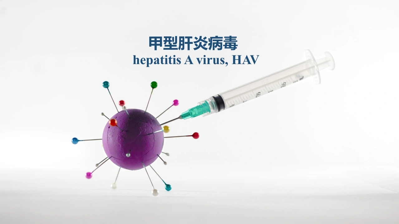 甲型肝炎病毒-医护课栈